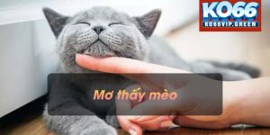 Mơ Thấy Mèo Là Điềm Báo Gì? Ko66 Gợi Ý Số Đẹp Liên Quan